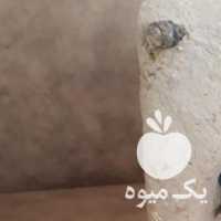 فروش پسته آجیلی شب عید رفسنجان در قم در گروه آجیل - فروش عمده محصولات در یکمیوه