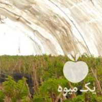 فروش نهال انگور گلدانی ترکمن 4 ، پیکامی ، فلیم سیدلس در شیراز در گروه خرید فروش نهال - انواع گردو پسته بادام سلطانی انگور در یکمیوه