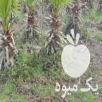 فروش نهال پالم در آمل در گروه خرید فروش نهال - انواع گردو پسته بادام سلطانی انگور در یکمیوه