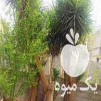 فروش گل یوکا مستحکم و تنه بزرگ در بندرعباس در گروه خرید فروش عمده گیاهان زینتی - گرمسیری آپارتمانی باغچه آب در یکمیوه