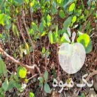 فروش نهال پسته دوساله طلای سبز در زرند در گروه خرید فروش نهال - انواع گردو پسته بادام سلطانی انگور در یکمیوه