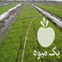 فروش تیم سینی نشا دستگاهی در آمل در گروه خرید فروش نشا - انواع گوجه برنج کاهو پیاز کاری فرنگی در یکمیوه