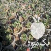 فروش نهال توت فرنگی گلدونی و نشایی در نکا در گروه خرید فروش نشا - انواع گوجه برنج کاهو پیاز کاری فرنگی در یکمیوه