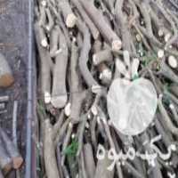 خرید چوب برای زغال در جهرم در گروه خرید فروش عمده چوب- زغال چوب گردو تبریزی خام در یکمیوه