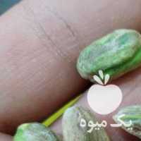 فروش مغز پسته در قزوین در گروه پسته - کوهی شامی خام اکبری تازه کله قوچی در یکمیوه