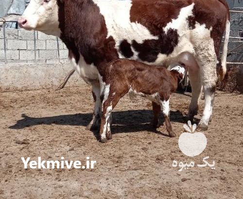 فروش گاو سیمینتال و هلشتای در قزوین در گروه گاو و گوسفند و میش و بز کهره گوساله سمینتال در یکمیوه -عکس1