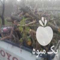 فروش چوب بادام خشک در سامان در گروه خرید فروش عمده چوب- زغال چوب گردو تبریزی خام در یکمیوه