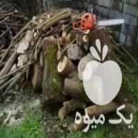 خرید چوب آلات باغی در عباس آباد در گروه خرید فروش عمده چوب- زغال چوب گردو تبریزی خام در یکمیوه