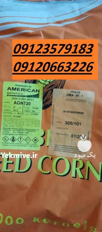 فروش بذر ذرت سیدکورن SEED CORN 09120663226 در کرمانشاه در گروه خرید فروش عمده علوفه - ذرت دام گاو هیدروپونیک در یکمیوه -عکس1
