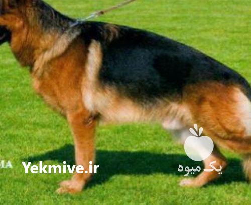 فروش سگهای نگهبان در البرز در گروه سگ و گربه _ نگهبان هاسکی ژرمن دوبرمن سرابی در یکمیوه -عکس1