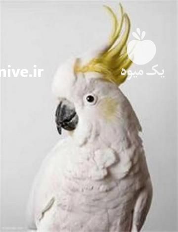 فروش تخم نطفه دار طوطی سانان تخم طوطی سانان در تهران در گروه انواع تخم ها - مرغ بوقلمون پرنده عمده کشاورزی در یکمیوه -عکس1