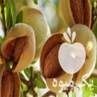 فروش بیش از 200 رقم نهال در سنندج در گروه خرید فروش نهال - انواع گردو پسته بادام سلطانی انگور در یکمیوه