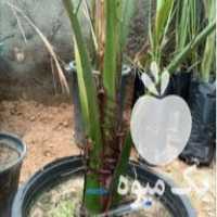 فروش انواع پاجوش نخل خرما در یزد در گروه خرید فروش عمده خرما - کبکاب تازه زاهدی خشک خارک در یکمیوه