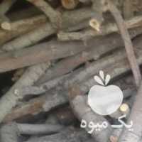 فروش چوب درخت پسته در رفسنجان در گروه خرید فروش عمده چوب- زغال چوب گردو تبریزی خام در یکمیوه