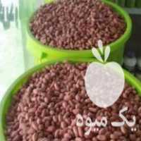 فروش بذر بادام زمینی دست چین وگلی در اردبیل در گروه بادام - درختی کوهی زمینی فروش عمده در یکمیوه