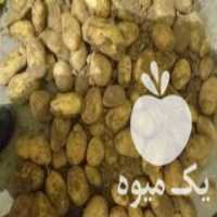 خرید و فروش سیب زمینی دامی در مشهد در گروه خرید فروش عمده سیب زمینی - زودرس دیررس آگریا اسپریت اردبیل همدان در یکمیوه