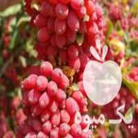 فروش نهال زرشک قرمز پلویی بی دانه گلدانی در تهران در گروه خرید فروش نهال - انواع گردو پسته بادام سلطانی انگور در یکمیوه