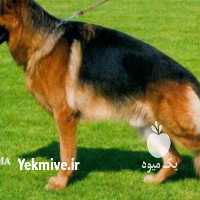 فروش سگهای نگهبان در البرز در گروه سگ و گربه _ نگهبان هاسکی ژرمن دوبرمن سرابی در یکمیوه