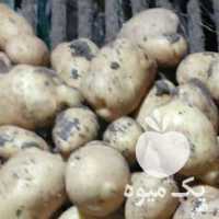 فروش سیب زمینی بذری اسپریت در کرمانشاه در گروه خرید فروش عمده سیب زمینی - زودرس دیررس آگریا اسپریت اردبیل همدان در یکمیوه