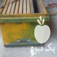 فروش کندوخالی در نکا در گروه زنبورعسل - زنبورداری نوین صنعتی مدرن کندو در یکمیوه
