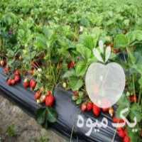 فروش بوته توت فرنگی پر مححصول خارجی در جویبار در گروه خرید فروش عمده توت فرنگی - خرید فروش عمده قرمز سفید در یکمیوه