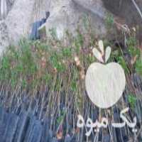 فروش نهال پسته اصلاح شده اکبری در میانه در گروه خرید فروش نهال - انواع گردو پسته بادام سلطانی انگور در یکمیوه