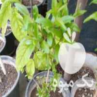 فروش نهال انار سیاه ساوه در تهران در گروه خرید فروش نهال - انواع گردو پسته بادام سلطانی انگور در یکمیوه