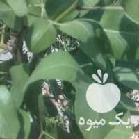 فروش پیوندک ترکه پسته در رفسنجان در گروه پسته - کوهی شامی خام اکبری تازه کله قوچی در یکمیوه