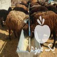 فروش آخور آبخور آبشخور گالوانیزه دامداری در پاکدشت در گروه سگ و گربه _ نگهبان هاسکی ژرمن دوبرمن سرابی در یکمیوه