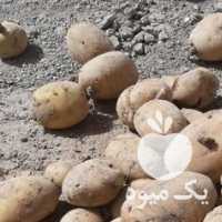 فروش سیب زمینی بذری در اردبیل در گروه خرید فروش عمده سیب زمینی - زودرس دیررس آگریا اسپریت اردبیل همدان در یکمیوه