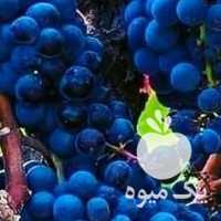 فروش نهال انگور در همدان در گروه خرید فروش نهال - انواع گردو پسته بادام سلطانی انگور در یکمیوه