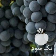 فروش نهال انگور ترکمن 4 در همدان در گروه خرید فروش نهال - انواع گردو پسته بادام سلطانی انگور در یکمیوه -عکس1