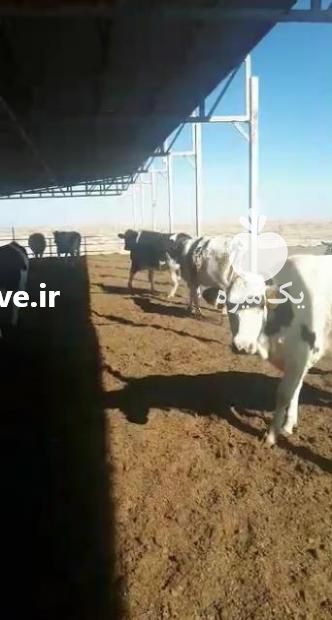 فروش تلیسه آبستن 7 ماهه هلشتاین در تهران در گروه گاو و گوسفند و میش و بز کهره گوساله سمینتال در یکمیوه -عکس1