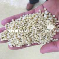 فروش بذر میوه های استوایی در تهران در گروه خرید فروش بذر - انواع محصول کشاورزی گوجه کتان میوه درخت در یکمیوه