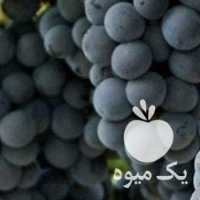 فروش نهال انگور ترکمن 4 در همدان در گروه خرید فروش نهال - انواع گردو پسته بادام سلطانی انگور در یکمیوه