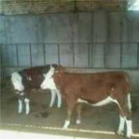 فروش انواع گوساله هلشتاین و سیمینتال در گلستان در گروه گاو و گوسفند و میش و بز کهره گوساله سمینتال در یکمیوه