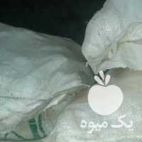 فروش حدودا 300 کیلو سیب زمینی بذری اکریا در اردبیل در گروه خرید فروش عمده سیب زمینی - زودرس دیررس آگریا اسپریت اردبیل همدان در یکمیوه