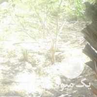 فروش پاجوش خرما پرتقال انگور انجیر نارنگی لیموترش در جهرم در گروه خرید فروش نهال - انواع گردو پسته بادام سلطانی انگور در یکمیوه