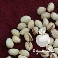 فروش پسته فندقی ازخودکشاورز در رفسنجان در گروه پسته - کوهی شامی خام اکبری تازه کله قوچی در یکمیوه