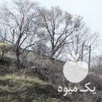 فروش ضایعات هرس انگور در قزوین در گروه بادام - درختی کوهی زمینی فروش عمده در یکمیوه
