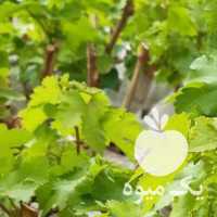 فروش انواع نهال انگور در قزوین در گروه خرید فروش نهال - انواع گردو پسته بادام سلطانی انگور در یکمیوه