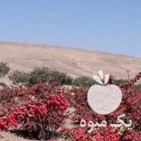 فروش زرشک پفکی ارگانیک قاینات در تهران در گروه خرید فروش عمده ازگیل و تمشک و زرشک - ژاپنی فروش مستقیم در یکمیوه