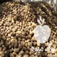 فروش بذر سیب زمینی ارگانیک در سقز در گروه خرید فروش عمده سیب زمینی - زودرس دیررس آگریا اسپریت اردبیل همدان در یکمیوه
