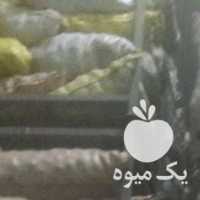 فروش سیب زمینی بذر چندین ارقام وارداتی  در همدان در گروه خرید فروش عمده سیب زمینی - زودرس دیررس آگریا اسپریت اردبیل همدان در یکمیوه