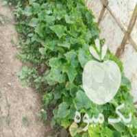 فروش نهال خیار درجه یک در خان ببین در گروه خرید فروش نهال - انواع گردو پسته بادام سلطانی انگور در یکمیوه