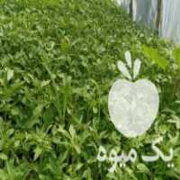 فروش نهال گوجه متوسط کبابی و درشت و نهال بادمجان در ساری در گروه خرید فروش نهال - انواع گردو پسته بادام سلطانی انگور در یکمیوه