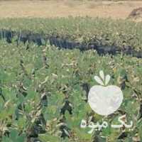 فروش نهال پسته در رفسنجان در گروه خرید فروش نهال - انواع گردو پسته بادام سلطانی انگور در یکمیوه