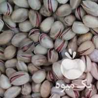 فروش پسته شکنی در قزوین در گروه پسته - کوهی شامی خام اکبری تازه کله قوچی در یکمیوه