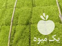 فروش نشا برنج طارم هاشمی طارم تیم در بابل  در گروه خرید فروش نشا - انواع گوجه برنج کاهو پیاز کاری فرنگی در یکمیوه -عکس1