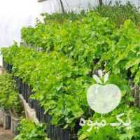 فروش نهال انگور ترکمن 4 و پیکامی به صورت عمده و جزعی در قزوین در گروه خرید فروش نهال - انواع گردو پسته بادام سلطانی انگور در یکمیوه
